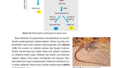 10. Sınıf Dörtel Yayıncılık Biyoloji Ders Kitabı Sayfa 34 Cevapları