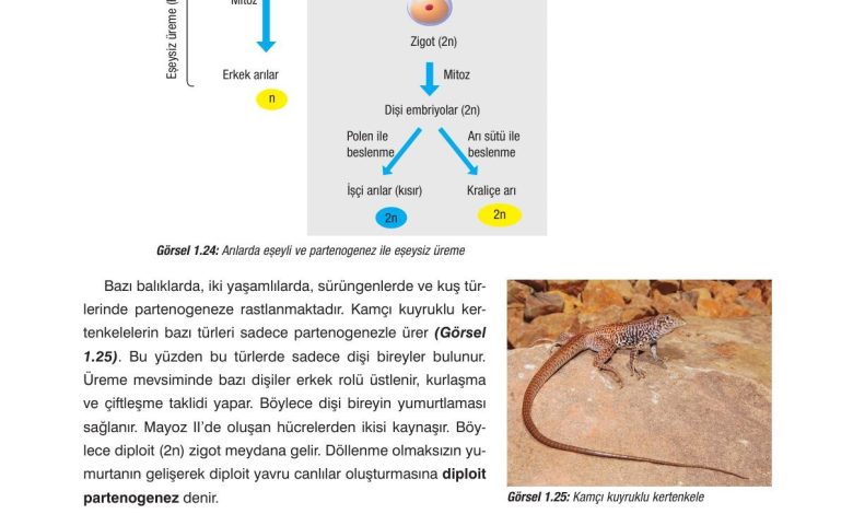 10. Sınıf Dörtel Yayıncılık Biyoloji Ders Kitabı Sayfa 34 Cevapları