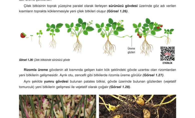 10. Sınıf Dörtel Yayıncılık Biyoloji Ders Kitabı Sayfa 35 Cevapları