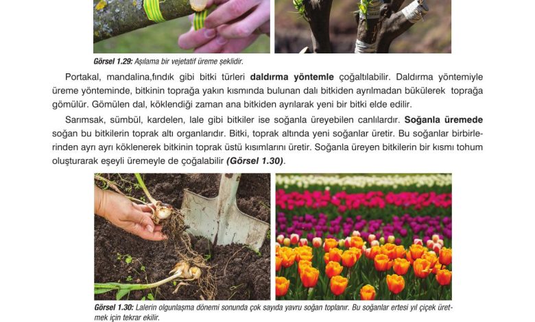 10. Sınıf Dörtel Yayıncılık Biyoloji Ders Kitabı Sayfa 36 Cevapları