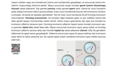 10. Sınıf Dörtel Yayıncılık Biyoloji Ders Kitabı Sayfa 41 Cevapları