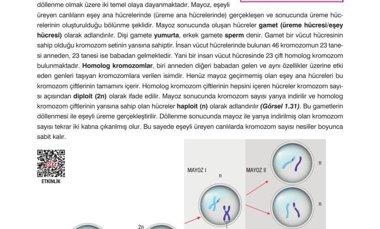 10. Sınıf Dörtel Yayıncılık Biyoloji Ders Kitabı Sayfa 41 Cevapları