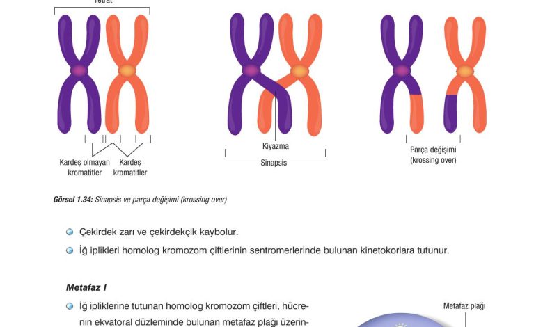 10. Sınıf Dörtel Yayıncılık Biyoloji Ders Kitabı Sayfa 43 Cevapları