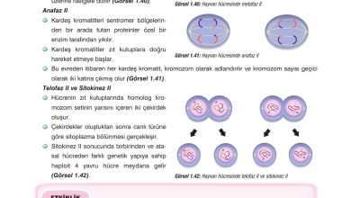 10. Sınıf Dörtel Yayıncılık Biyoloji Ders Kitabı Sayfa 46 Cevapları