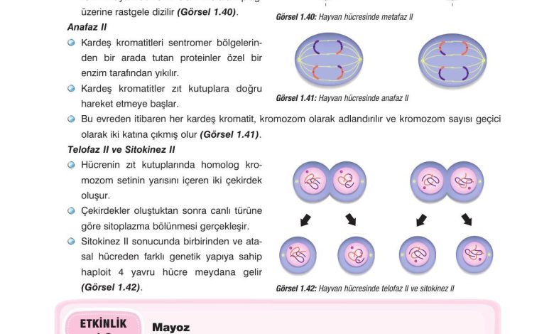 10. Sınıf Dörtel Yayıncılık Biyoloji Ders Kitabı Sayfa 46 Cevapları