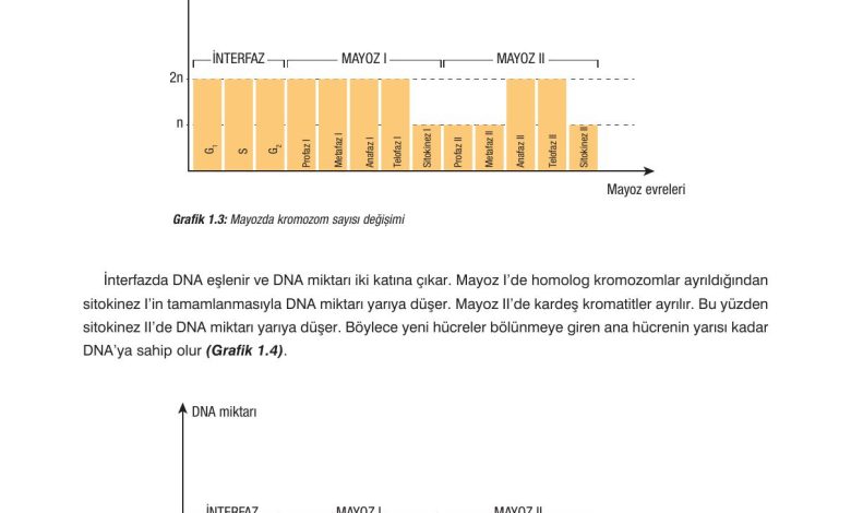 10. Sınıf Dörtel Yayıncılık Biyoloji Ders Kitabı Sayfa 48 Cevapları