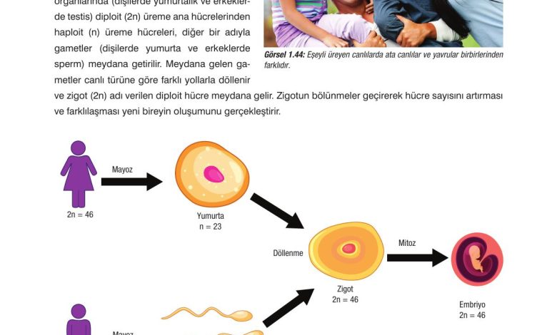 10. Sınıf Dörtel Yayıncılık Biyoloji Ders Kitabı Sayfa 50 Cevapları