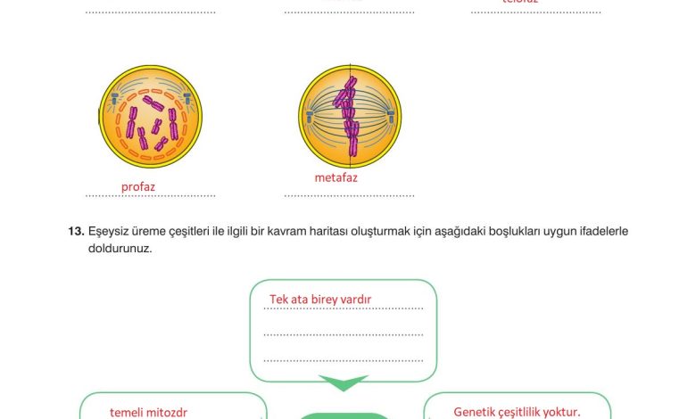 10. Sınıf Dörtel Yayıncılık Biyoloji Ders Kitabı Sayfa 57 Cevapları