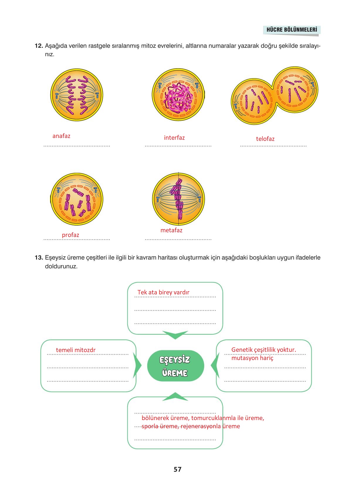 10. Sınıf Dörtel Yayıncılık Biyoloji Ders Kitabı Sayfa 57 Cevapları