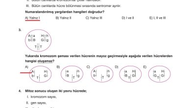 10. Sınıf Dörtel Yayıncılık Biyoloji Ders Kitabı Sayfa 58 Cevapları