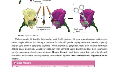 10. Sınıf Dörtel Yayıncılık Biyoloji Ders Kitabı Sayfa 67 Cevapları