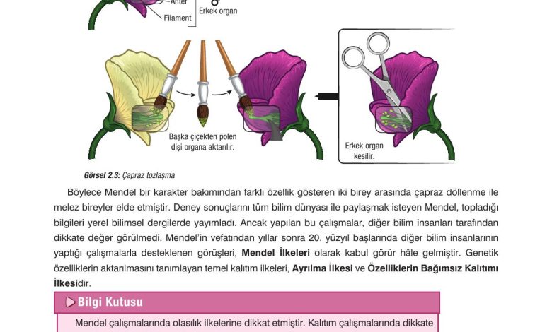 10. Sınıf Dörtel Yayıncılık Biyoloji Ders Kitabı Sayfa 67 Cevapları