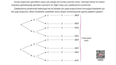 10. Sınıf Dörtel Yayıncılık Biyoloji Ders Kitabı Sayfa 71 Cevapları