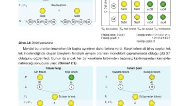 10. Sınıf Dörtel Yayıncılık Biyoloji Ders Kitabı Sayfa 72 Cevapları