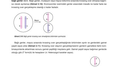 10. Sınıf Dörtel Yayıncılık Biyoloji Ders Kitabı Sayfa 73 Cevapları