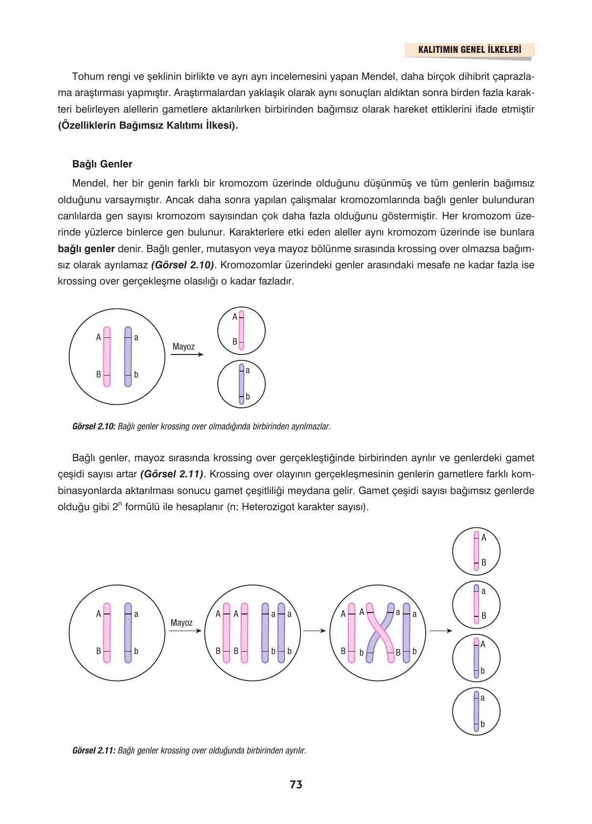 10. Sınıf Dörtel Yayıncılık Biyoloji Ders Kitabı Sayfa 73 Cevapları