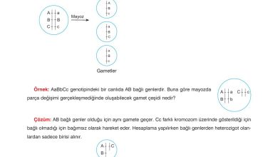 10. Sınıf Dörtel Yayıncılık Biyoloji Ders Kitabı Sayfa 74 Cevapları