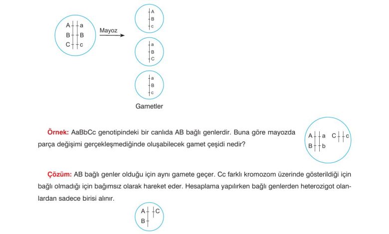 10. Sınıf Dörtel Yayıncılık Biyoloji Ders Kitabı Sayfa 74 Cevapları