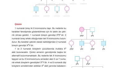 10. Sınıf Dörtel Yayıncılık Biyoloji Ders Kitabı Sayfa 86 Cevapları