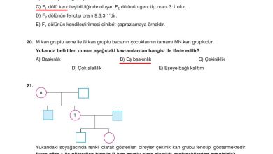 10. Sınıf Dörtel Yayıncılık Biyoloji Ders Kitabı Sayfa 97 Cevapları