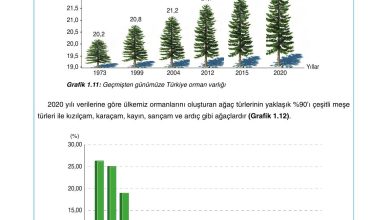 10. Sınıf Tutku Yayıncılık Coğrafya Ders Kitabı Sayfa 156 Cevapları