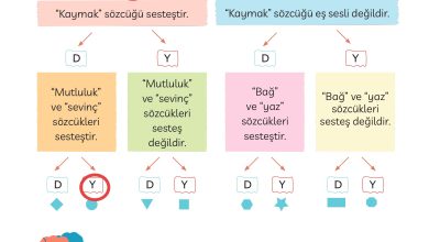 3. Sınıf Meb Yayınları Türkçe Ders Kitabı Sayfa 142 Cevapları