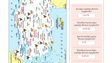 6. Sınıf Evos Yayınları Sosyal Bilgiler Ders Kitabı Sayfa 117 Cevapları