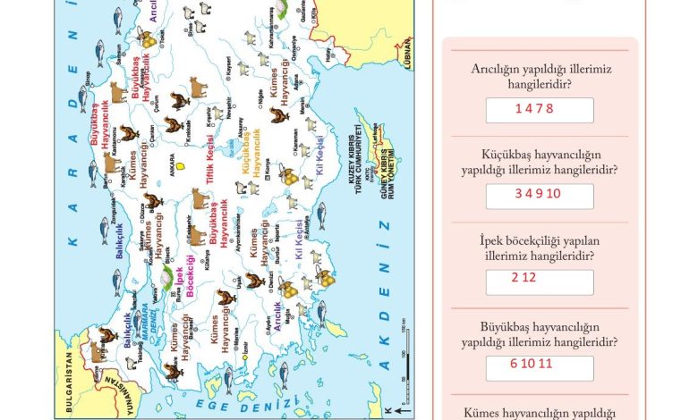 6. Sınıf Evos Yayınları Sosyal Bilgiler Ders Kitabı Sayfa 117 Cevapları