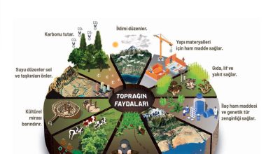 11. Sınıf Meb Yayınları İklim Çevre Ve Yenilikçi Çözümler Ders Kitabı Sayfa 115 Cevapları