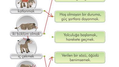 2. Sınıf İlke Yayınları Türkçe Ders Kitabı Sayfa 134 Cevapları