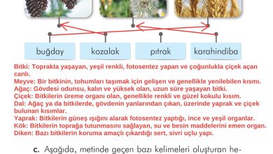 2. Sınıf İlke Yayınları Türkçe Ders Kitabı Sayfa 296 Cevapları