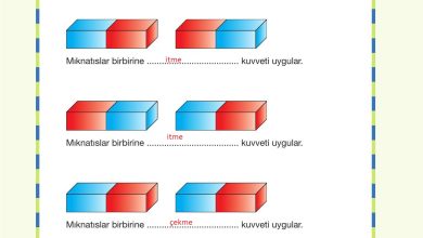 4. Sınıf Pasifik Yayınları Fen Bilimleri Ders Kitabı Sayfa 107 Cevapları