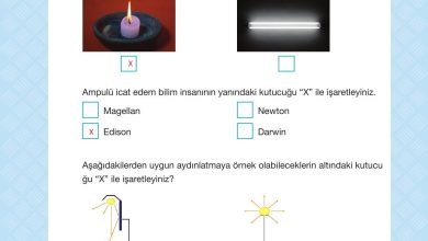 4. Sınıf Pasifik Yayınları Fen Bilimleri Ders Kitabı Sayfa 206 Cevapları