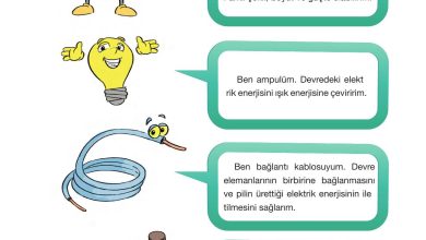 4. Sınıf Pasifik Yayınları Fen Bilimleri Ders Kitabı Sayfa 232 Cevapları