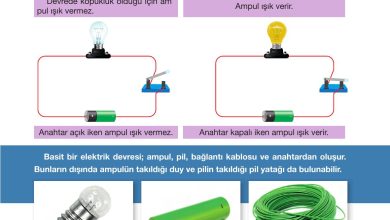 4. Sınıf Pasifik Yayınları Fen Bilimleri Ders Kitabı Sayfa 233 Cevapları