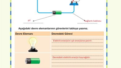 4. Sınıf Pasifik Yayınları Fen Bilimleri Ders Kitabı Sayfa 237 Cevapları