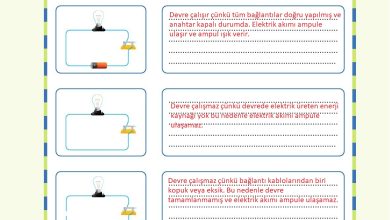 4. Sınıf Pasifik Yayınları Fen Bilimleri Ders Kitabı Sayfa 238 Cevapları