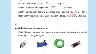 4. Sınıf Pasifik Yayınları Fen Bilimleri Ders Kitabı Sayfa 242 Cevapları