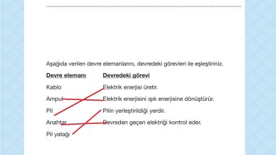 4. Sınıf Pasifik Yayınları Fen Bilimleri Ders Kitabı Sayfa 243 Cevapları