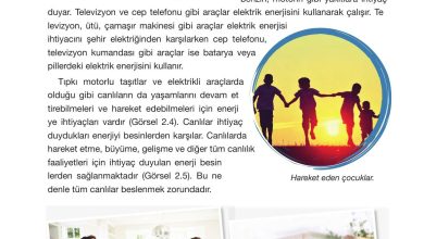 4. Sınıf Pasifik Yayınları Fen Bilimleri Ders Kitabı Sayfa 60 Cevapları