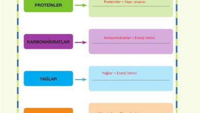 4. Sınıf Pasifik Yayınları Fen Bilimleri Ders Kitabı Sayfa 79 Cevapları