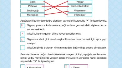 4. Sınıf Pasifik Yayınları Fen Bilimleri Ders Kitabı Sayfa 87 Cevapları