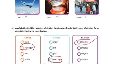 6. Sınıf Yıldırım Yayınları Türkçe Ders Kitabı Sayfa 55 Cevapları