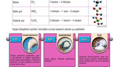 7. Sınıf Meb Yayınları Fen Bilimleri Ders Kitabı Sayfa 115 Cevapları