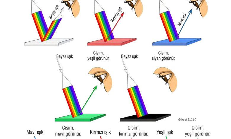 7. Sınıf Meb Yayınları Fen Bilimleri Ders Kitabı Sayfa 151 Cevapları