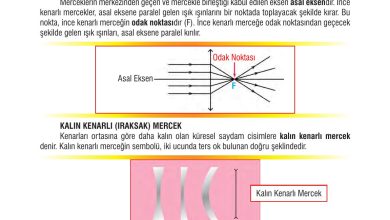 7. Sınıf Meb Yayınları Fen Bilimleri Ders Kitabı Sayfa 168 Cevapları