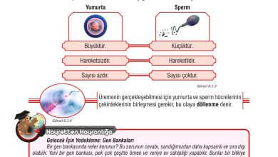 7. Sınıf Meb Yayınları Fen Bilimleri Ders Kitabı Sayfa 181 Cevapları