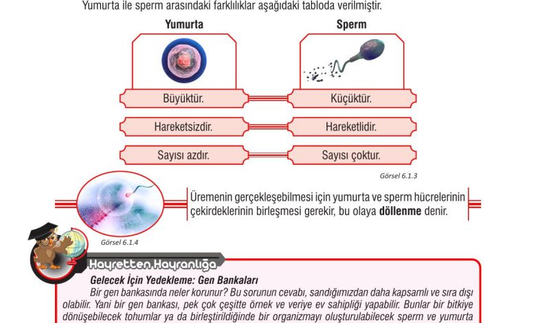 7. Sınıf Meb Yayınları Fen Bilimleri Ders Kitabı Sayfa 181 Cevapları