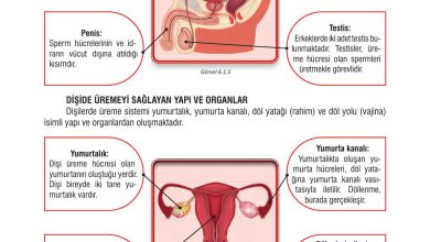 7. Sınıf Meb Yayınları Fen Bilimleri Ders Kitabı Sayfa 182 Cevapları