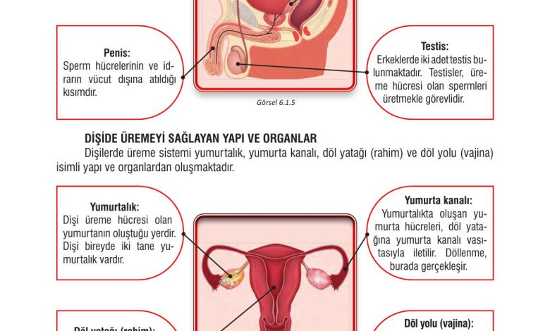 7. Sınıf Meb Yayınları Fen Bilimleri Ders Kitabı Sayfa 182 Cevapları